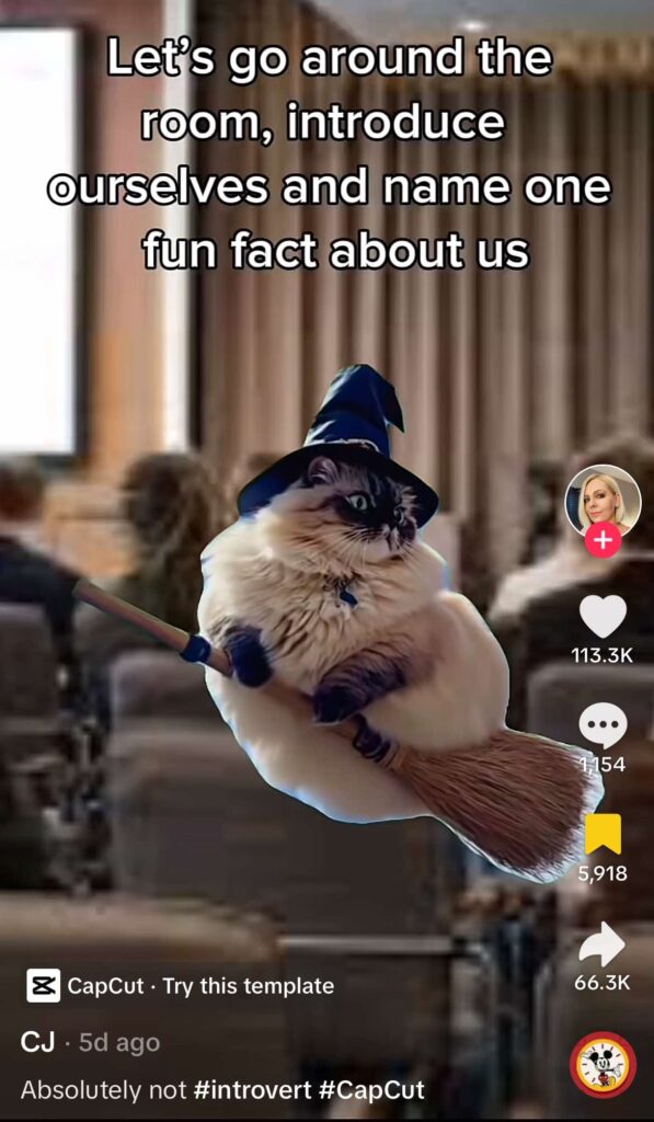 introvert cat TikTok trend