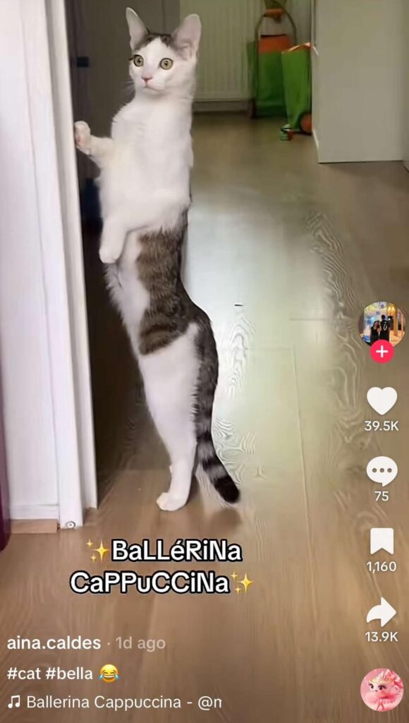 A cat props itself against a door frame on the wall, standing on its hind legs in a ballerina-like pose. The text over the video reads, "BaLlERiNa CaPPuCCiNa", indicating participation in a TikTok trend. 