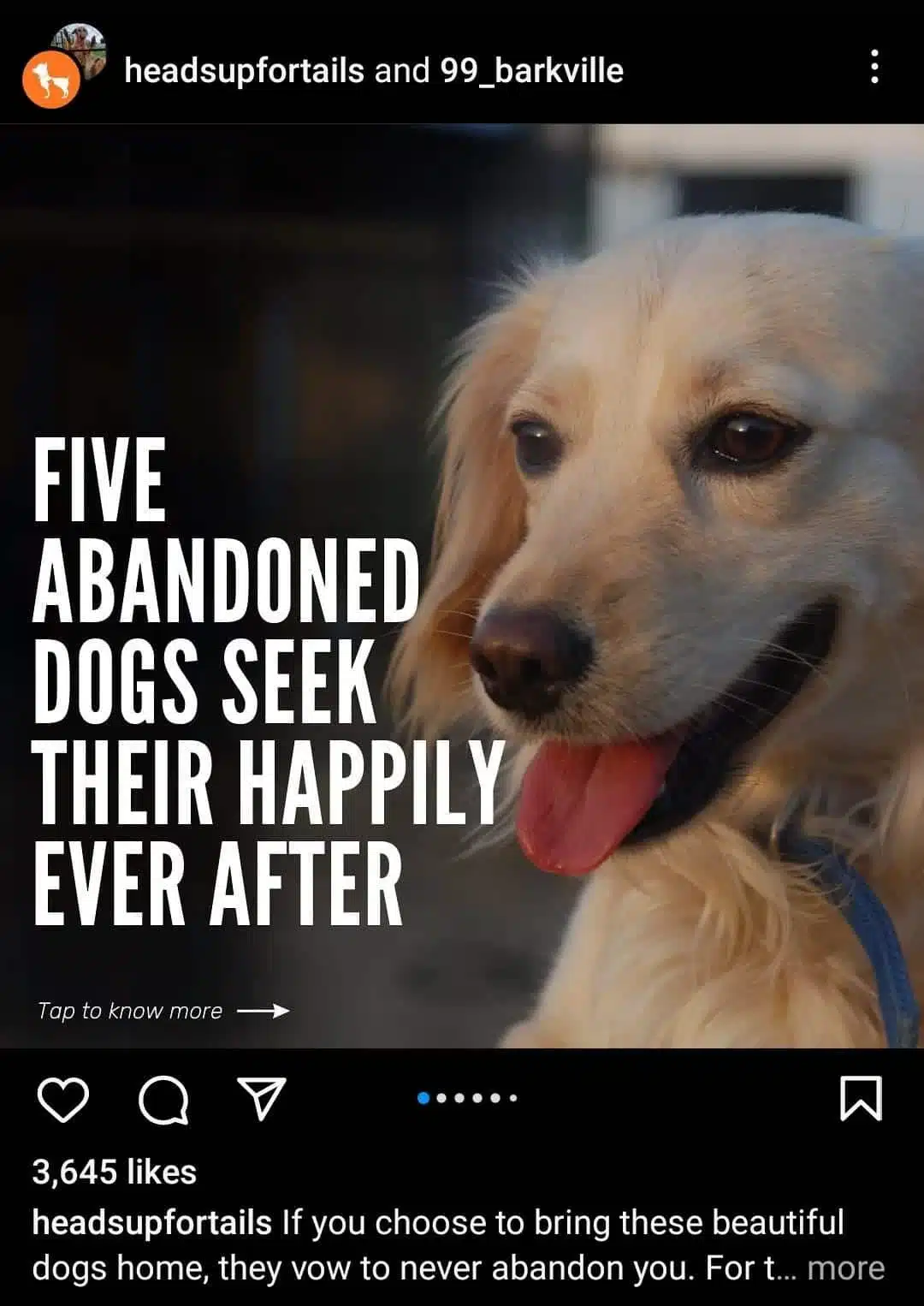 Instagram collab post by Heads Up For Tails and 99 Barkville featuring a close-up of a happy, golden dog with the text “Five abandoned dogs seek their happily ever after” encouraging pet adoption.