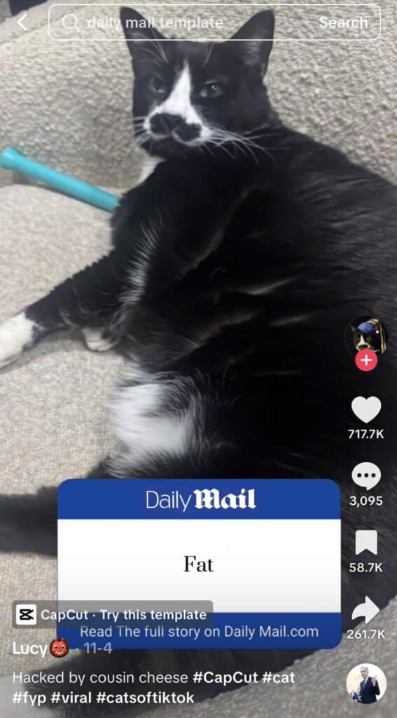 A black-and-white cat lounges on a couch, looking toward the camera. A Daily Mail–style graphic is overlaid at the bottom with the single word “Fat.”