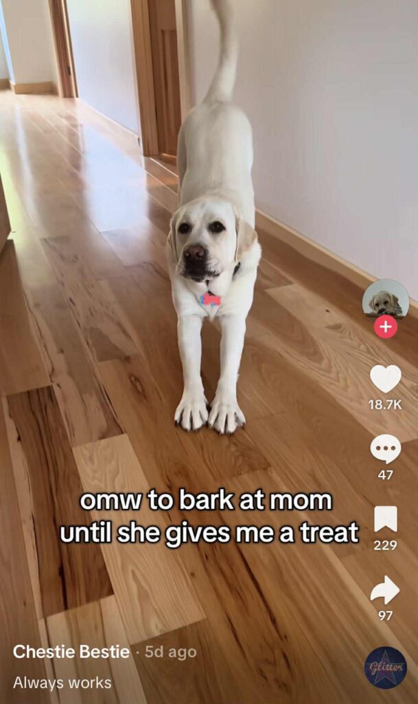 A Labrador stretches forward on a wooden hallway floor, tail wagging, looking toward the camera. White on-screen text reads, “omw to bark at mom until she gives me a treat.”