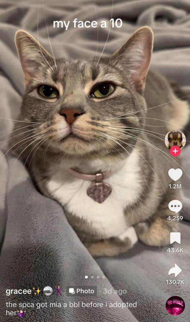 Close-up of a gray tabby cat lying on a bed, staring confidently at the camera, with on-screen text reading “my face a 10.”