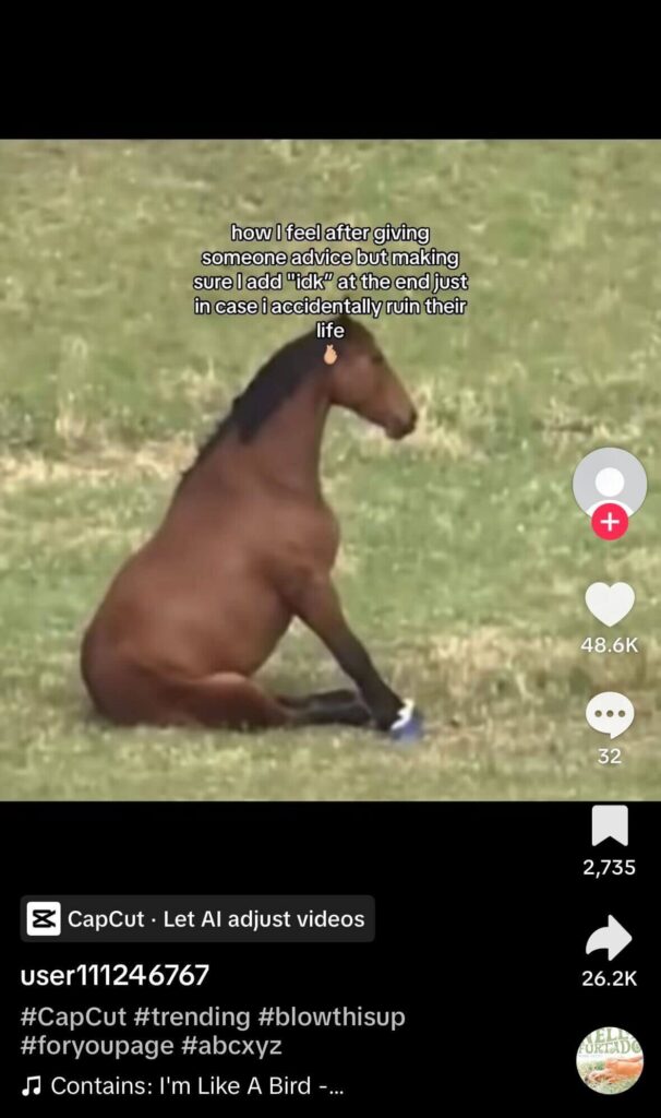 Screenshot from a TikTok video showing a brown horse sitting upright in a grassy field. Overlaid text reads, “how I feel after giving someone advice but making sure I add ‘idk’ at the end just in case I accidentally ruin their life,” with engagement icons visible on the right.