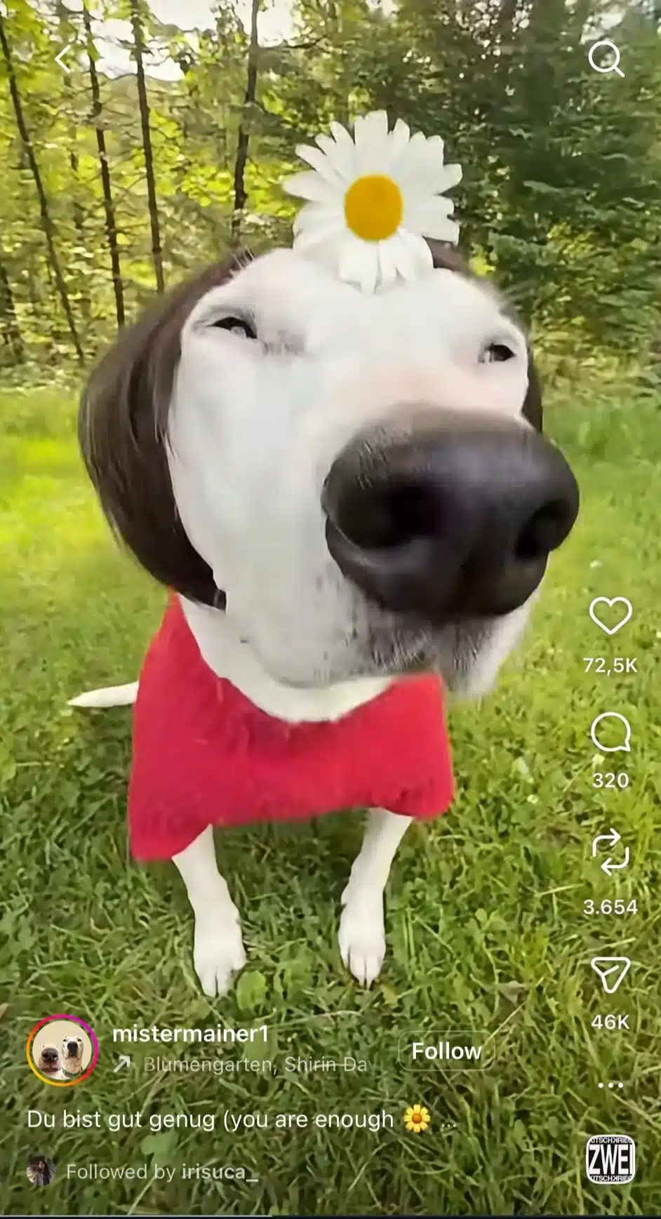 White dog wearing a red sweater and a daisy flower on its head while standing on grass in a wooded outdoor area. Instagram Reel interface visible.