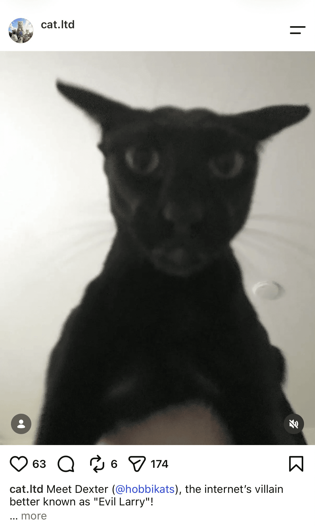 Instagram post featuring Evil Larry, a black cat with wide ears and an intense expression.