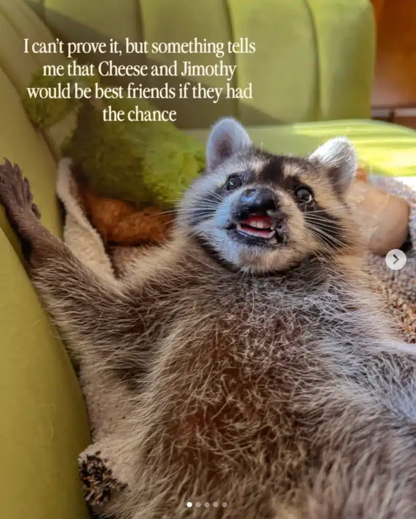 Jimothy the raccoon lying on a couch with text saying Cheese and Jimothy would be best friends.
