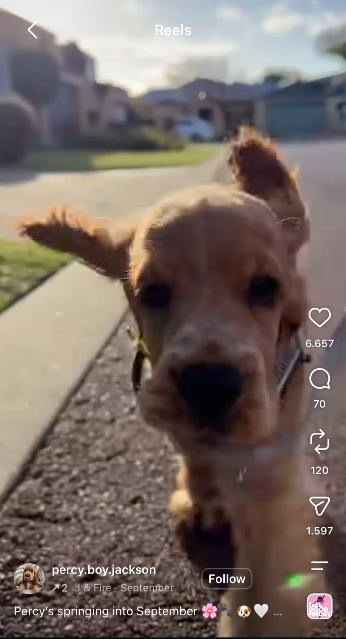 Instagram Reel featuring a dog running toward the camera outdoors, set to the song “September” by Earth, Wind & Fire.