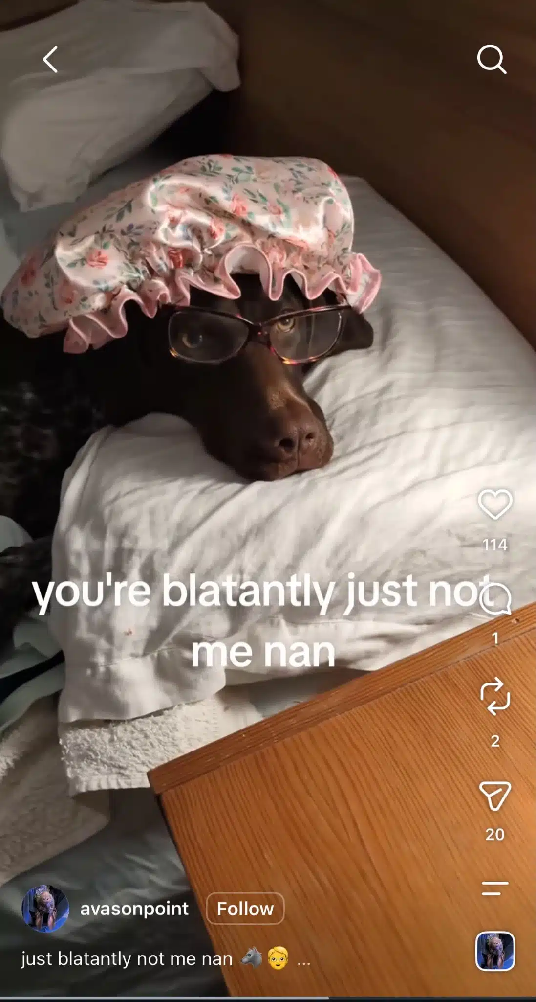 Instagram Reel from @avasonpoint featuring a brown dog lying on a white pillow while wearing glasses and a pink floral bonnet. White text across the video reads, “you're blatantly just not me nan.”
