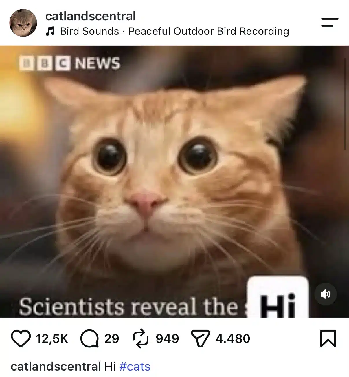 Instagram post from @catlandscentral featuring a close-up of an orange tabby cat with wide eyes and a BBC News logo in the upper left corner. A partially visible headline appears at the bottom, alongside a white box reading “Hi.”